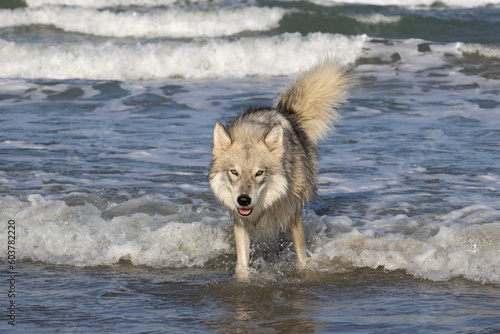 Grey wolf in the sea