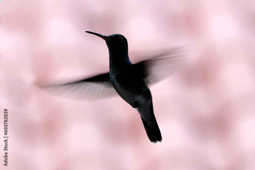 Obraz premium hummingbird in flight