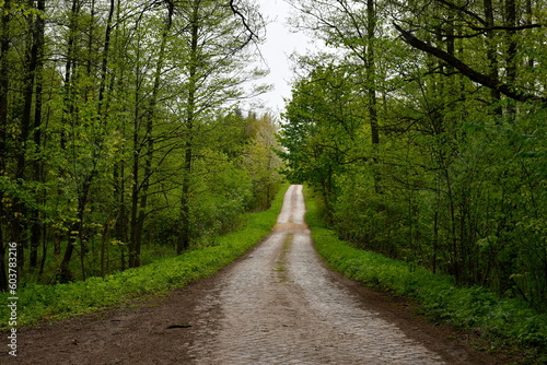 A close up on a long, winding path leading to a dense forest or moor, covered from both sides with herbs, shrubs, and other kinds of flora spotted on a warm yet cloudy spring day in Poland 
