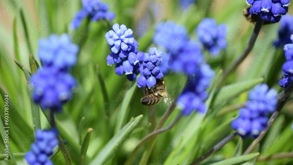 Bee on pink hyacinth flower. close up collecting pollen in a blooming garden. Bee on pink hyacinth flower. close up collecting pollen in a blooming garden.