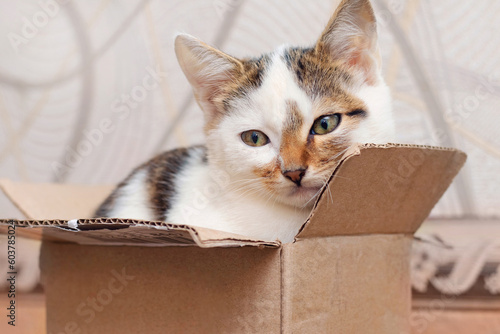 A small kitten sits in a cardboard box and looks out of the box cautiously © Volodymyr
