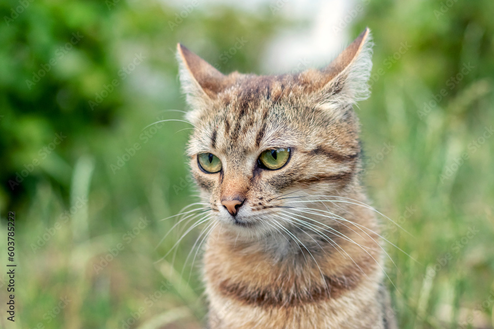 Portrait of a brown striped cat in the garden on a blurred background Portrait of a brown striped cat in the garden on a blurred background