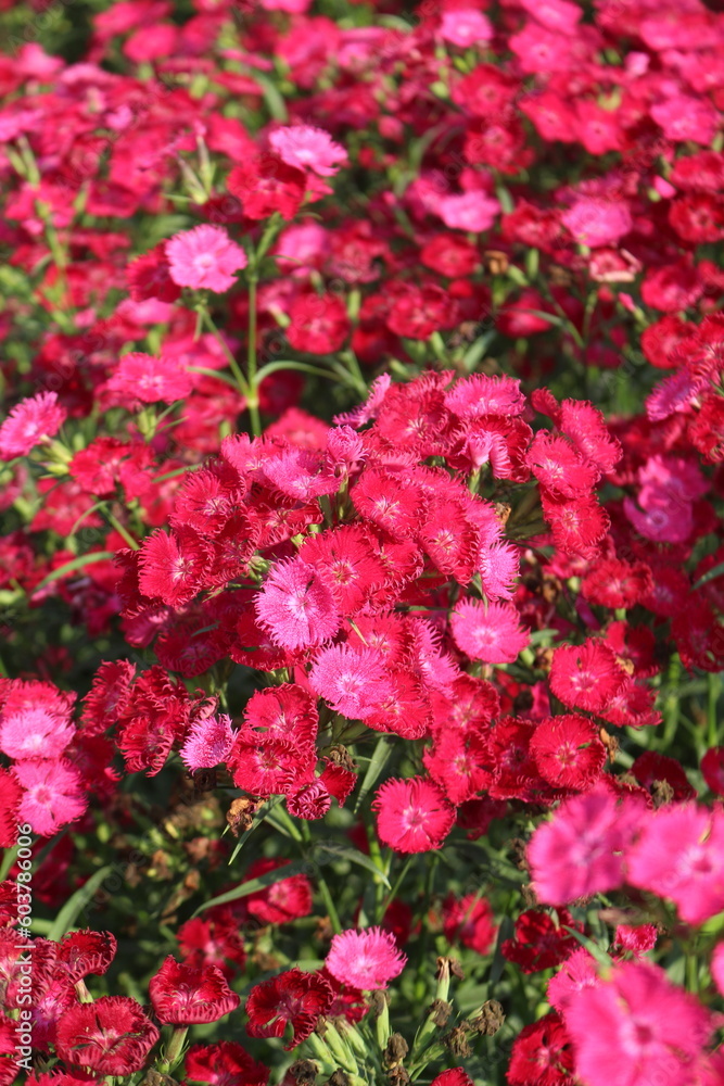 pink flowers in a garden pink flowers in a garden