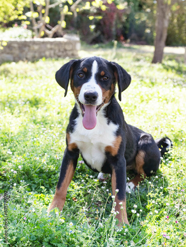 puppy Appenzeller Sennenhund © cynoclub