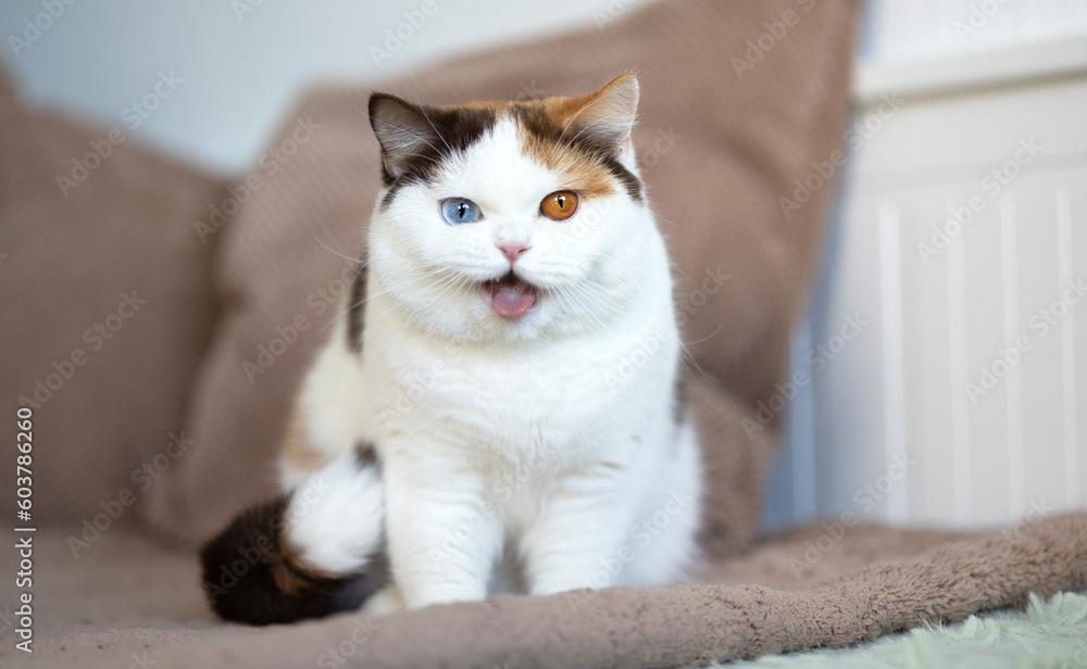 Witzige Katzenfotos Britisch Kurzhaar Katze zeigt Zunge und zieht Grimasse