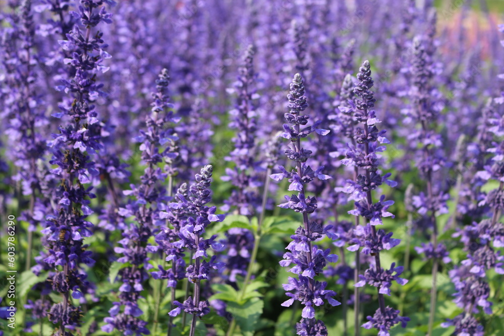 Naklejka premium lavender field in region