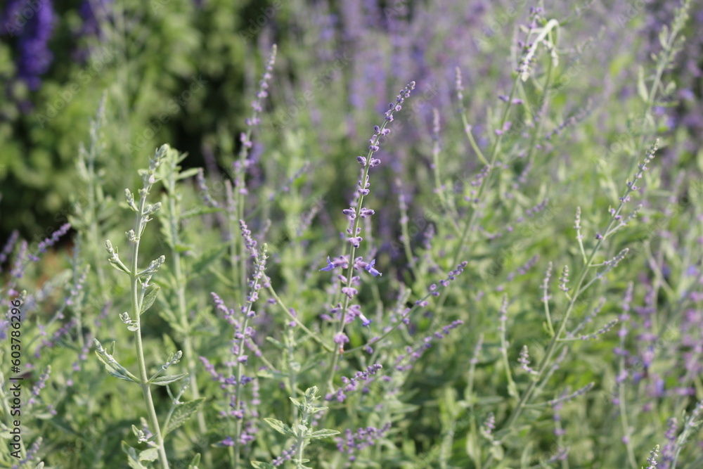 lavender in the field lavender in the field