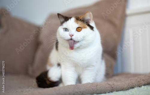 Witzige Katzenfotos Britisch Kurzhaar Katze zeigt Zunge und zieht Grimasse