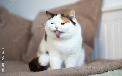 Witzige Katzenfotos Britisch Kurzhaar Katze zeigt Zunge und zieht Grimasse