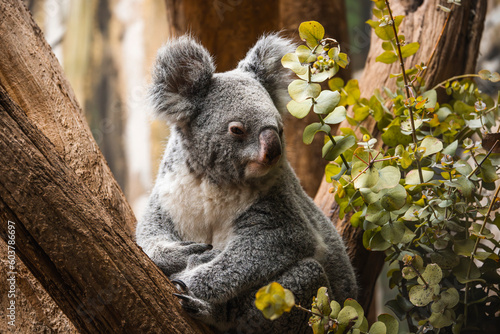 Canvas Print Koala auf einer Astgabel umringt von Eukalyptus
