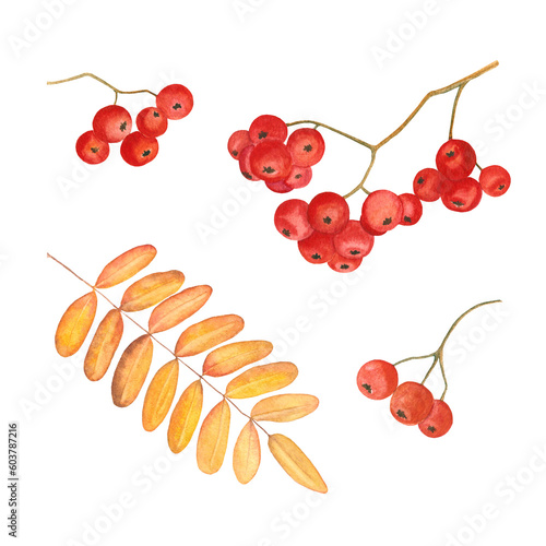 Watercolor illustration with leaves and branches of mountain ash.