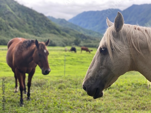 Hawaii mountains with horse pasture. Unique photo with free grazing horses in Hawaii by the road.  Palomino horse portrait and bay gelding photo.  © Vita