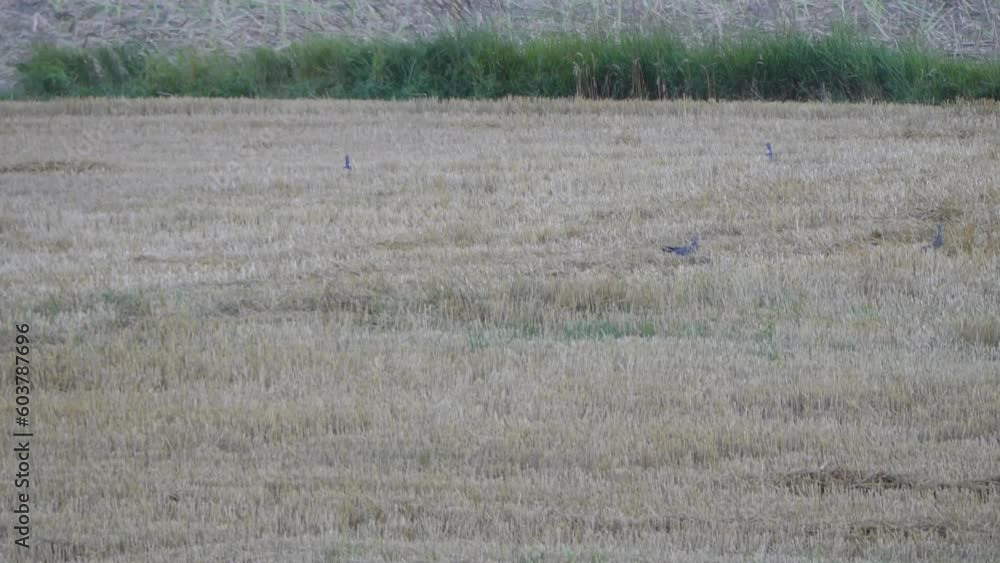 Flock of Common wood pigeon, Common woodpigeon, Columba palumbus, flight of birds - accelerated pace. Birds look for food and eat grains in the field with stubble after harvest in very windy weather. Flock of Common wood pigeon, Common woodpigeon, Columba palumbus, flight of birds - accelerated pace. Birds look for food and eat grains in the field with stubble after harvest in very windy weather.