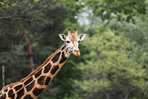 Giraffe © Martin