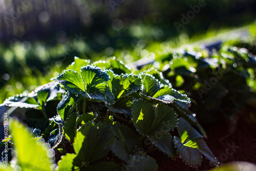 Strawberry crops planted in soil get ripe under sun. Cultivated land close up with sprout. Agriculture plant growing in bed row