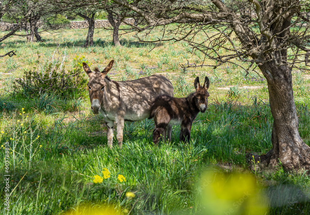 Sardinien: symbiotische Eselstute und Eselfohlen in der freien Natur auf der Weise, Wiese Sardinien: symbiotische Eselstute und Eselfohlen in der freien Natur auf der Weise, Wiese