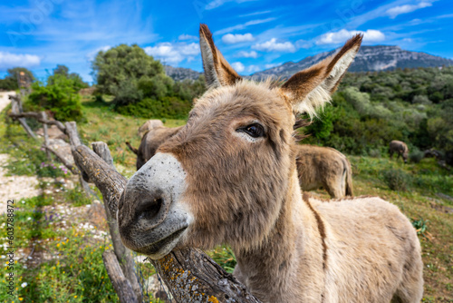 Sardinien: Portrait, Clos Up eines süßen Esels in der freien Natur auf der Weise, Wiese
