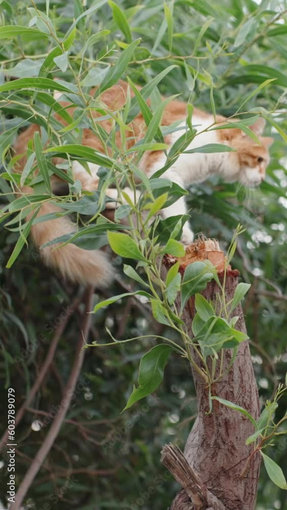 A white-and-red cat hides in a tree. Summer, green trees. Vertical. Social Media A white-and-red cat hides in a tree. Summer, green trees. Vertical. Social Media