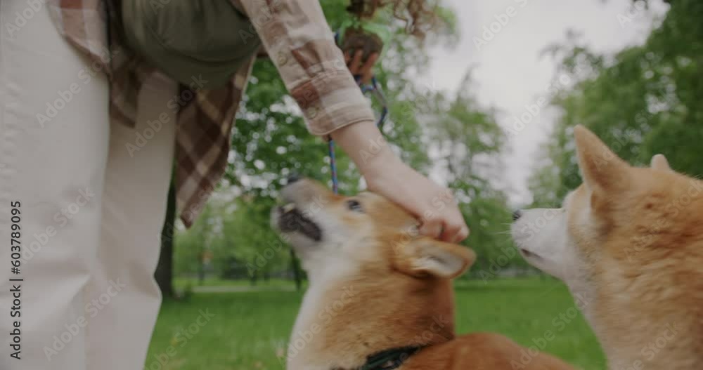 Caring owner giving dog food to shiba inu puppies while animals eating licking hands in beautiful green park. Pets and care concept. Caring owner giving dog food to shiba inu puppies while animals eating licking hands in beautiful green park. Pets and care concept.