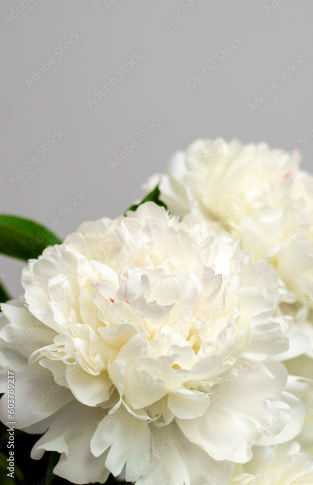 peonies white flowers in a vase, lush, on a gray background