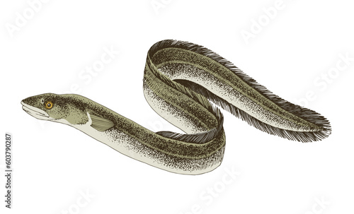 Freshwater Eel. A long fish like a snake