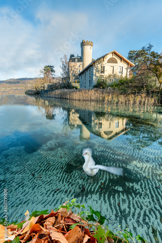 Lever de cygne devant le château de Duingt sur le lac d'Annecy