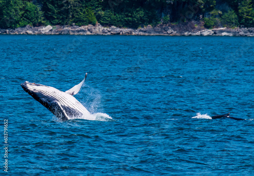 A close up view of a pair of young Humpback Whales breaching in Auke Bay on the outskirts of Juneau  Alaska in summertime