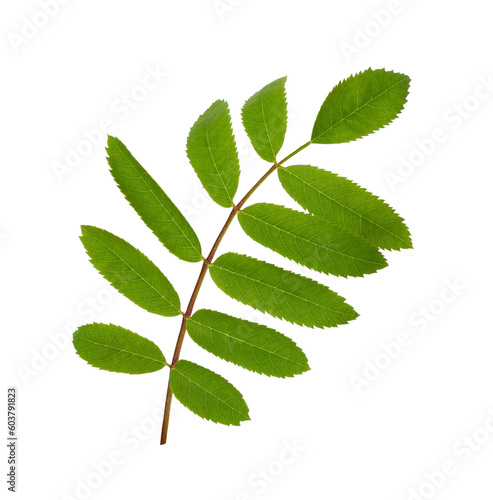 Green leaf of rowan tree isolated on white or transparent background