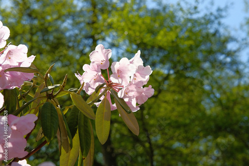 pink cherry tree