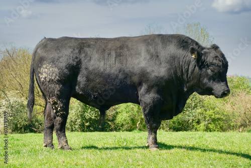 side view of a black angus bull full length on a pasture