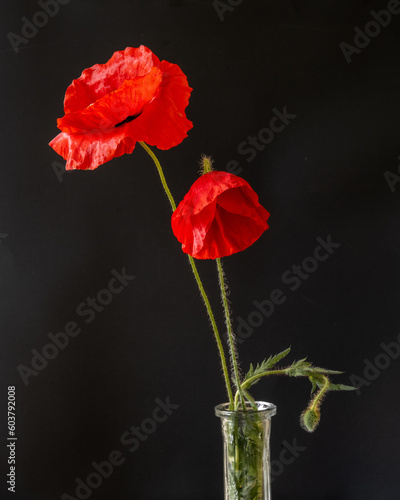Vibrant Beauty: Two Poppies on a black Background