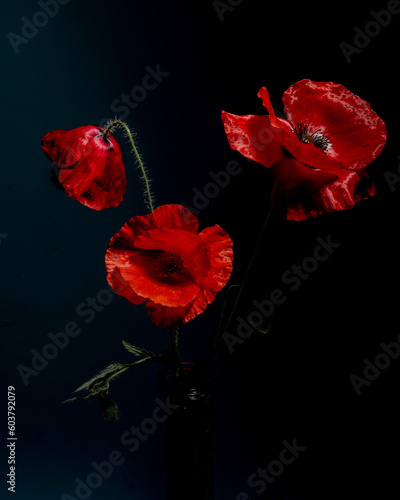 Passionate Elegance: A Bouquet of Red Poppies on black background