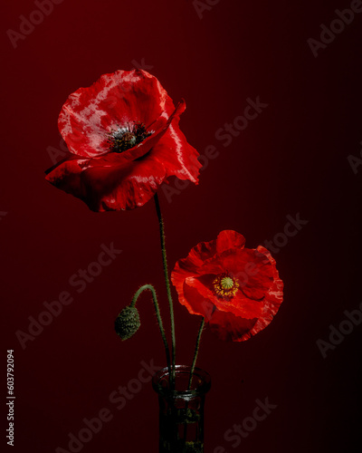 Vibrant Beauty: Two Poppies on a Dark Red Background
