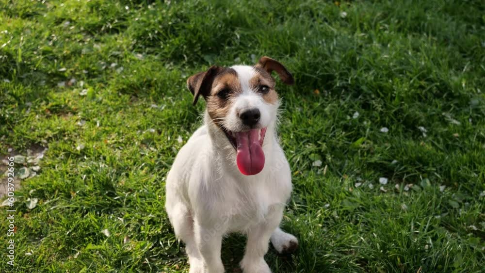 The dog sits on the green grass and breathes with its tongue sticking out. Jack Russell actively plays in nature and rests. The pet looks at the owner. The dog sits on the green grass and breathes with its tongue sticking out. Jack Russell actively plays in nature and rests. The pet looks at the owner.