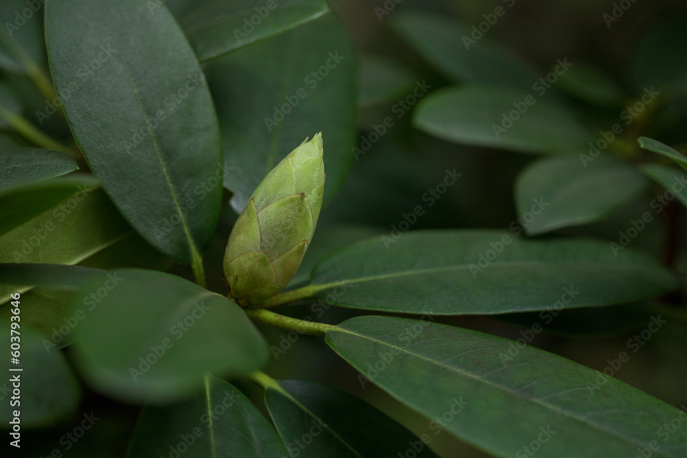 Hododendron flower bud and green leaves.