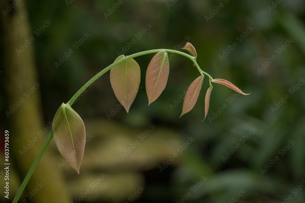 Abstract background leaves in nature, natural background, plant in nature. Abstract background leaves in nature, natural background, plant in nature.