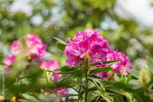Wallpaper Mural Blooming pink rhododendron flowers in spring on blurred background. Gardening concept. Flower backdrop. Torontodigital.ca