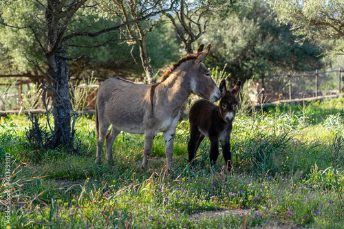 Sardinien: symbiotische Eselstute und Eselfohlen in der freien Natur auf der Weise, Wiese © Frank Lambert