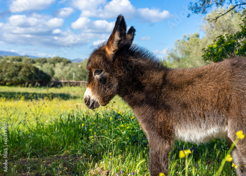 Sardinien: Süßes, kleines Eselfohlen, Esel Baby in der freien Natur auf der Weise, Wiese, Portrait, Close-Up