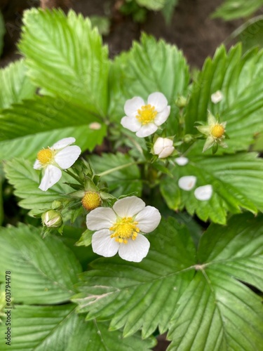 Poland - Wild strawberry plant with white blooming fowers and unripe fruits up close
