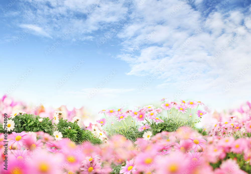 Obraz premium Flower garden background with blue sky. Blooming pink and white daisies. Home garden flower care. Sale of flowers in greenhouse and florist shop. Advertising banner with copy space for gardening