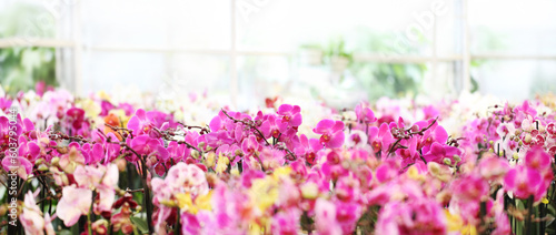Flower garden background. Pink and purple Orchids blooming. Home garden flower care. Sale of flowers in greenhouse and florist shop. Advertising banner with copy space for gardening © amedeoemaja