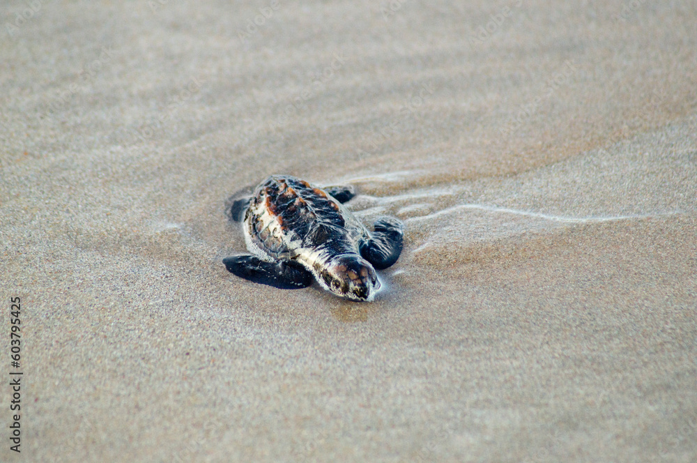 newborn baby hawksbill sea turtle moving towards the sea