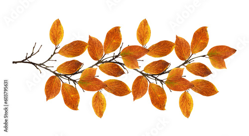 Fototapeta Naklejka Na Ścianę i Meble -  Autumn twig with colorful leaves in a seasonal arrangement isolated on white or transparent background