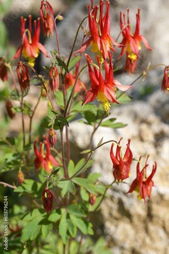 Fototapeta Blooming aquilegia canadensis, herbaceous perennial plant close-up