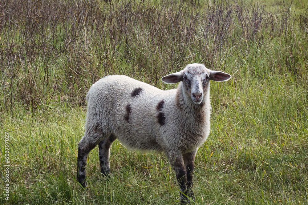 Fototapeta premium Schaf
