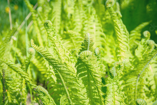 Young green fern leaf. Fern in the sun. Green plant