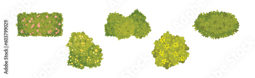 Green Bushes and Shaped Shrubs as Decorative Park Flora Vector Set
