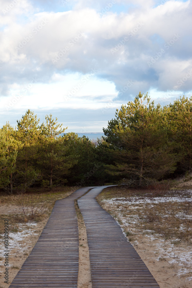 Wooden ecological path stretching through a pine forest to the sea and sky. Sustainable tourism. 