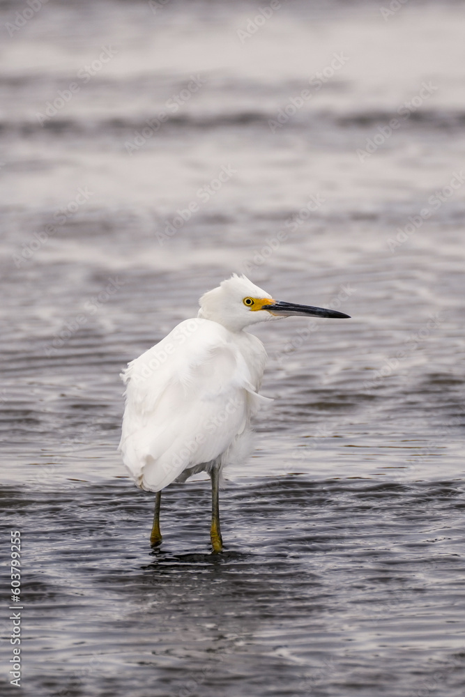 snowy egret in the water snowy egret in the water
